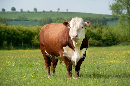 A pedigree Hereford bull in English field of Buttercups and grass