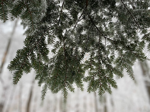 Evergreen Pine branches of the eastern hemlock in a snow covered forest