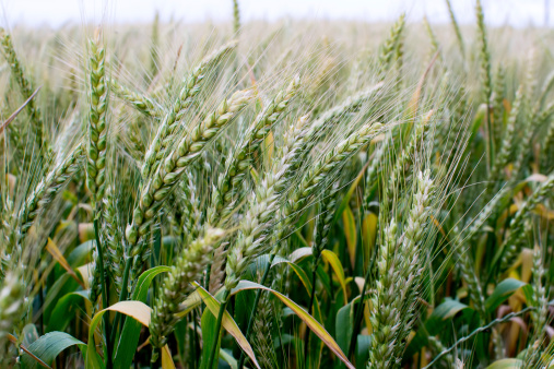 Unripe wheat classes at field closeup