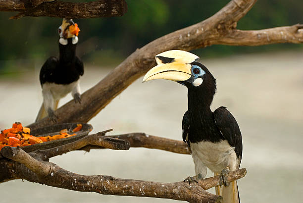 great hornbills, pulau pangkor, malaysia - doppelhornvogel stock-fotos und bilder