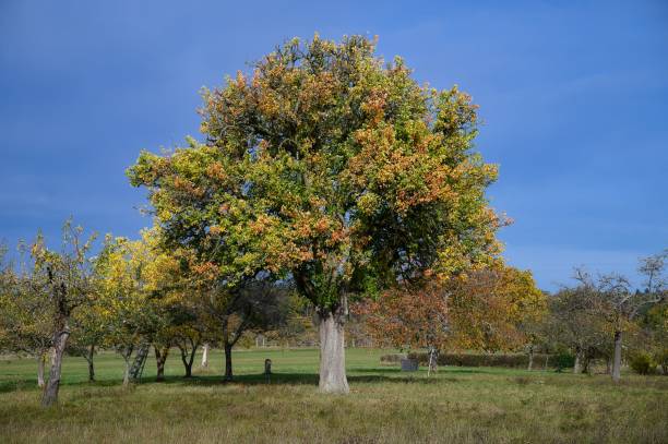 istock Lush green open field with a single tree in the center 1781867727