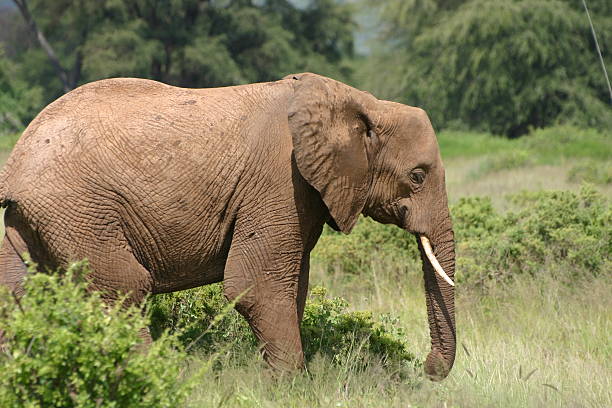 istock Elephant walks through the Bush, Samburu NP, Kenya 178186947