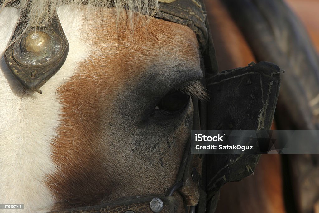 cavallo - Foto stock royalty-free di Ambientazione esterna