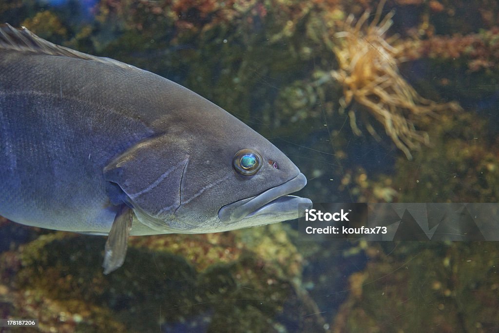 peixe - Foto de stock de Animal royalty-free