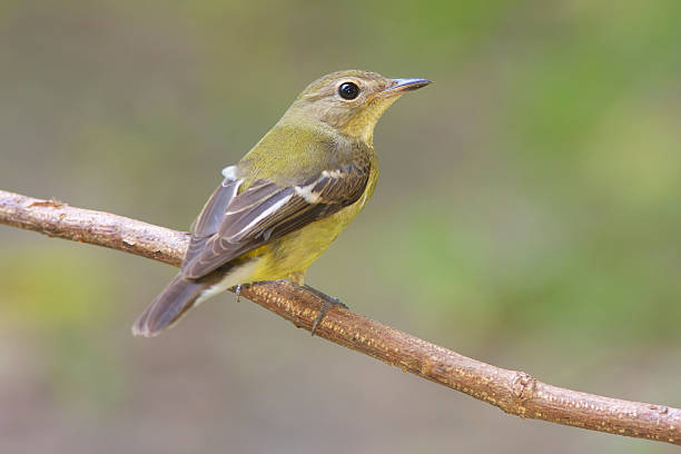 istock Bird of Thailand 178187351