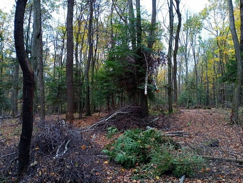 A forest with Christmas trees and other trees, among which parts of the branches of felled trees are left. A place of cutting down trees and collecting firewood. Barbaric destruction of nature.