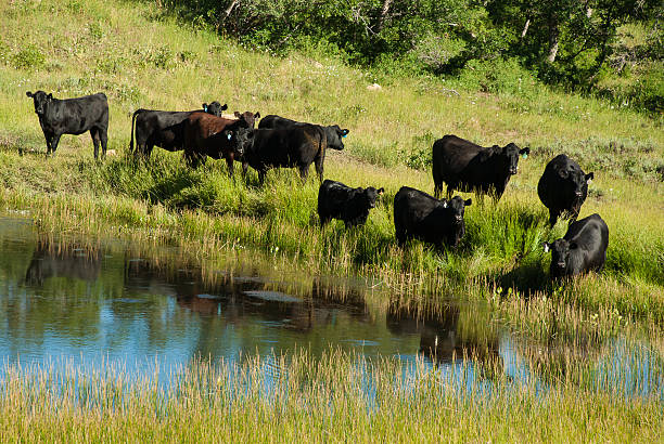 istock Black Angus Cattle by Waterhole Markagunt Plateau Utah 178187486