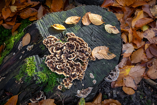 Medicinal polypore Trametes versicolor mushroom commonly called Turkey tail on stump in colorful autumnal forest - Czech Republic, Europe