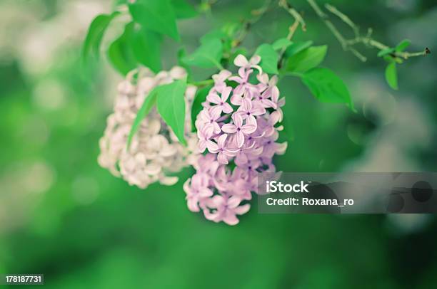 Rama De Flores Lilas Foto de stock y más banco de imágenes de Botánica - Botánica, Color lavanda, Colores