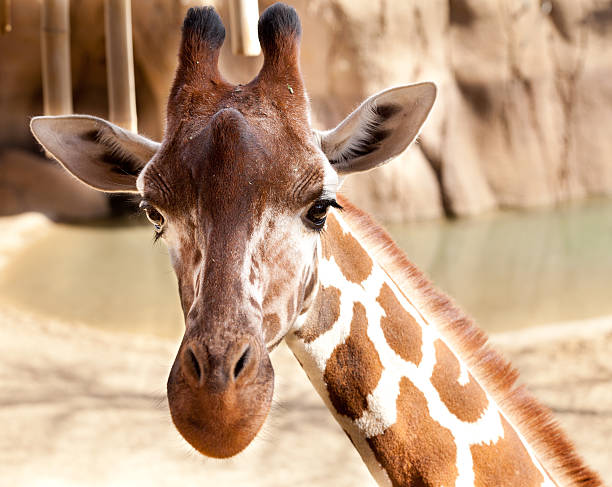 Hello to Giraffe stock photo