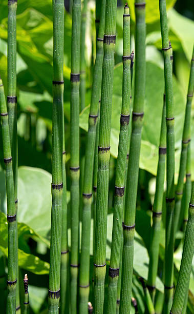 Horsetail Rush Horsetail Rush, also known as the Scouring Rush, is one of the oldest plants to be used by man. It reaches heights to 4 feet, and is a durable plant. It has jointed, hollow stems that are furrowed and green with black bands that give it a bamboo-like appearance. horsetail bamboo stock pictures, royalty-free photos & images
