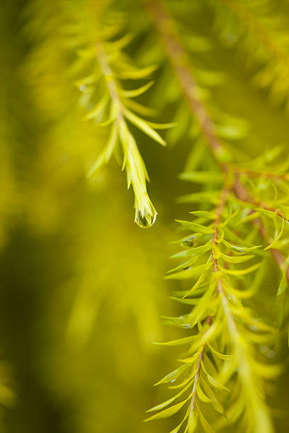 istock Lush leaves with rain water 178188523