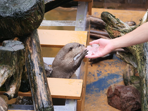 Hand giving curious sea otter a handful of ice cubes.
