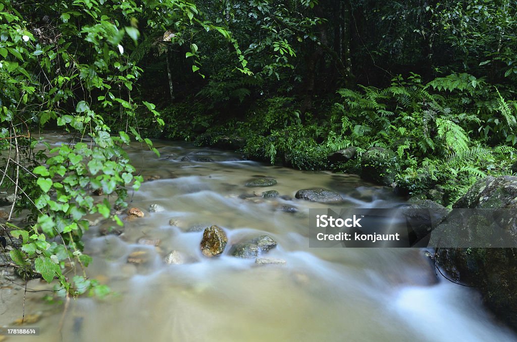 Rivière dans la forêt - Photo de Appalaches libre de droits