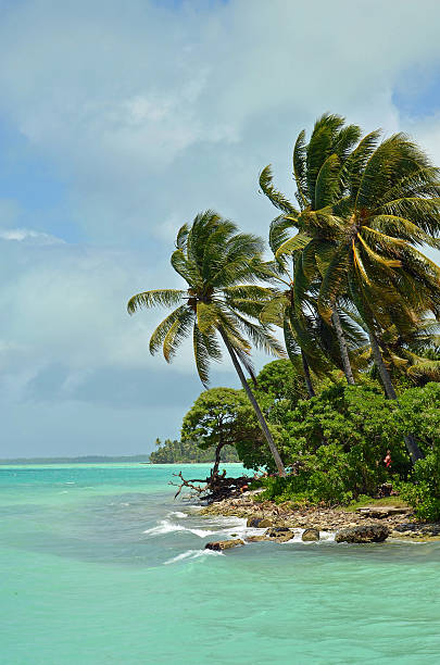 Coconut Trees on Fanning Island stock photo