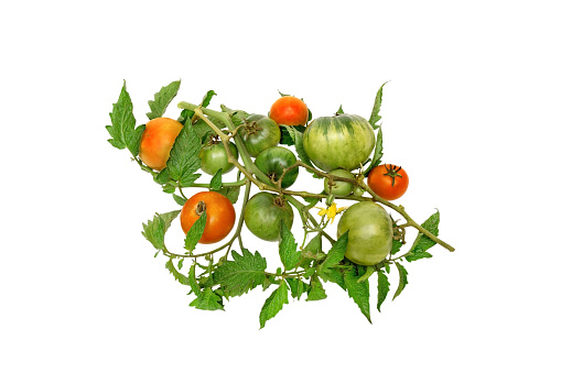 branch with organic and fresh tomatoes in ripening with leaves and a yellow flower.Isolated on white background