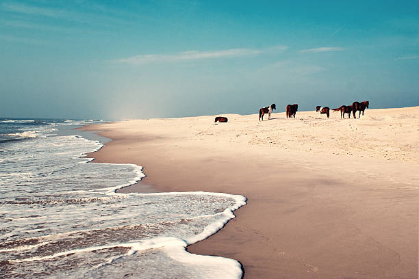 Two brown horses running fast on the seashore. Freedom and wildness. Galopade. Black and white photography.