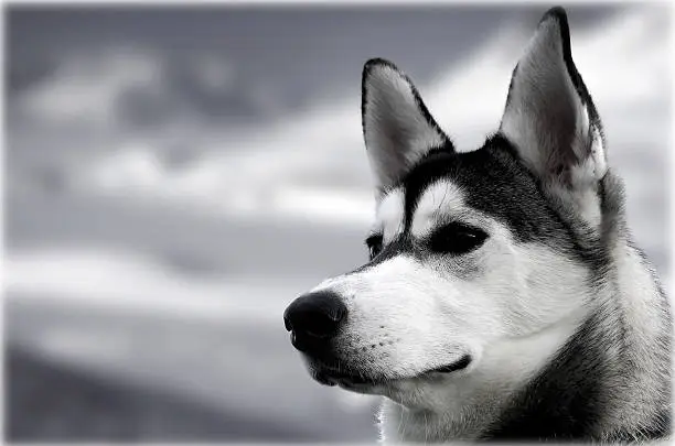 "The reliable and loyal Siberian Husky, sled and working dog"