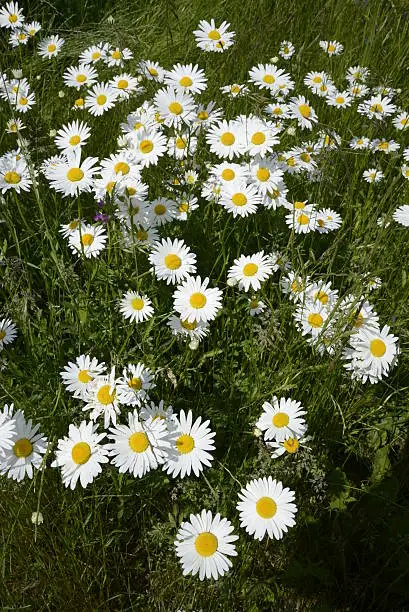 Daisies