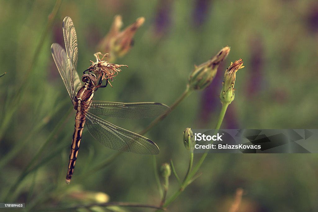 Dragonfy en flor - Foto de stock de Amarillo - Color libre de derechos