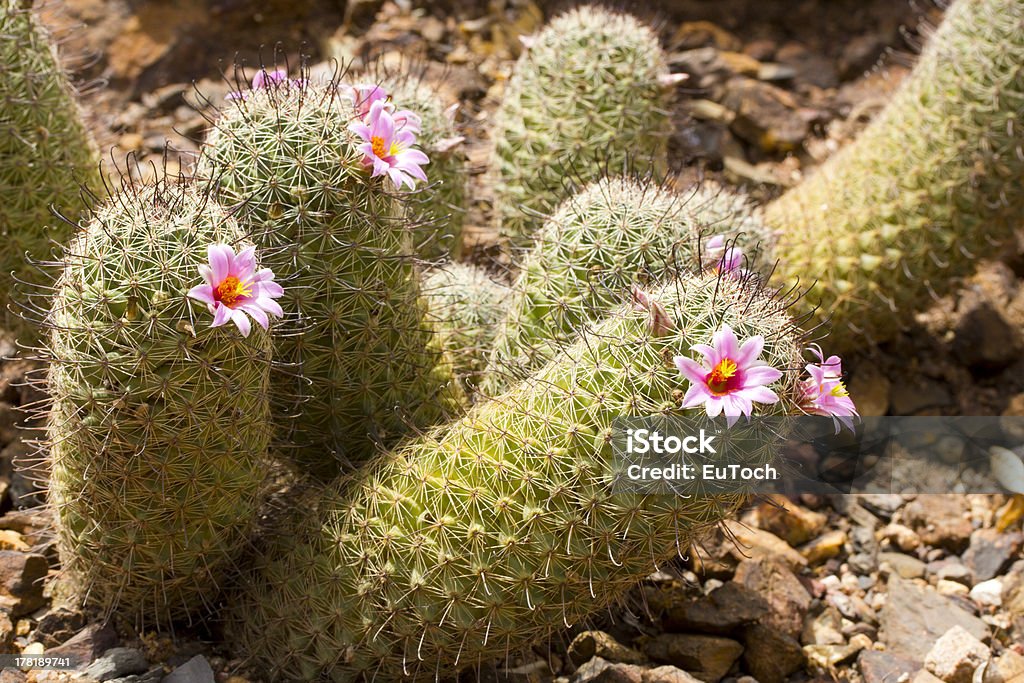 Mammilaria-Neopalmery erblühen - Lizenzfrei Arizona Stock-Foto