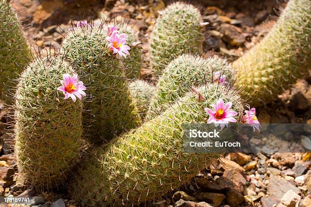 Foto de Mammillaria Neopalmery Florescendo e mais fotos de stock de Afiado - Afiado, Amarelo, Arizona