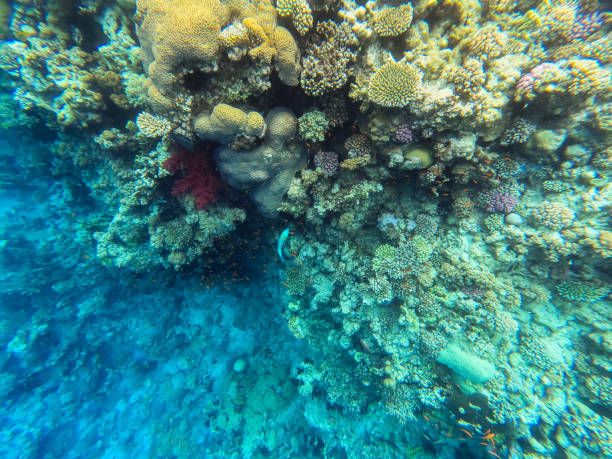 Underwater corals in red sea in Hurghada, Egypt.