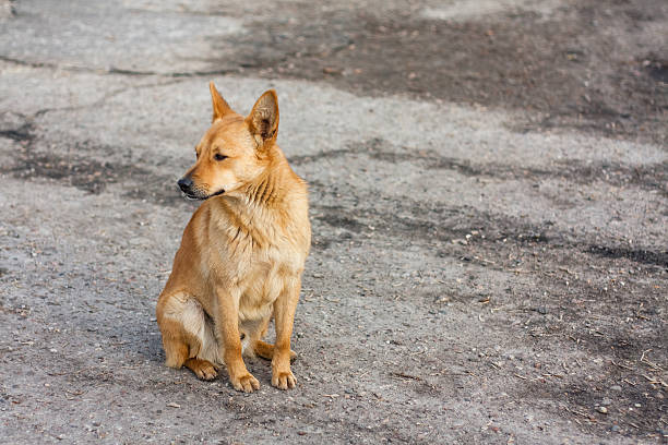 istock Red Dog Sitting On The Road 178189972
