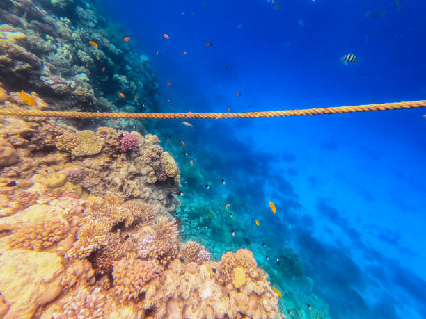 koralowce i ryby w morzu czerwonym w egipcie - chaetodon zdjęcia i obrazy z banku zdjęć