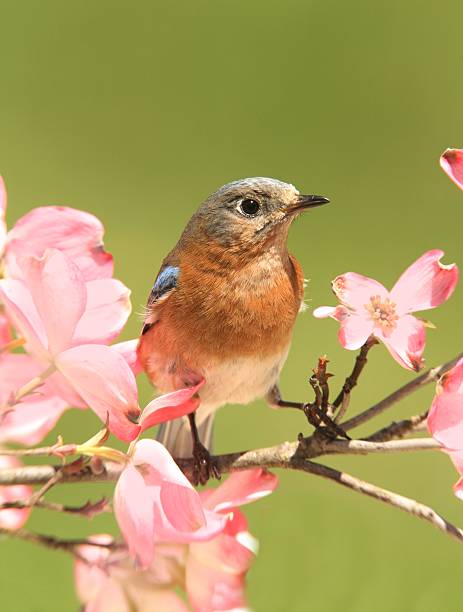 istock Bluebird with Dogwood flowers 178190076