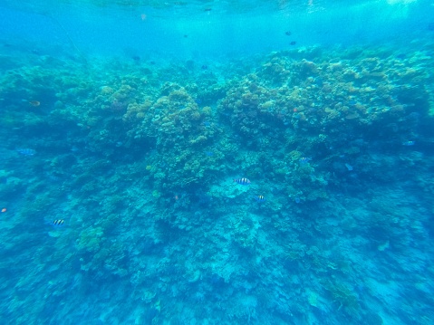 Underwater corals in red sea in Hurghada, Egypt.