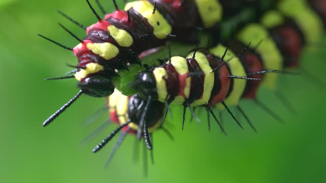 caterpillar eating green plant
