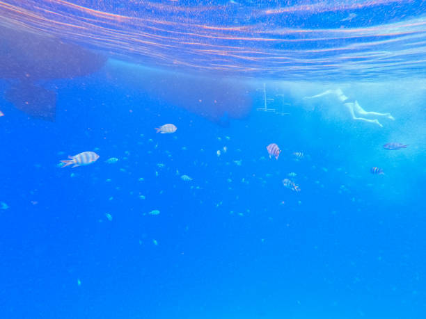 istock School Of Fish In Red Sea In Egypt 1781902735