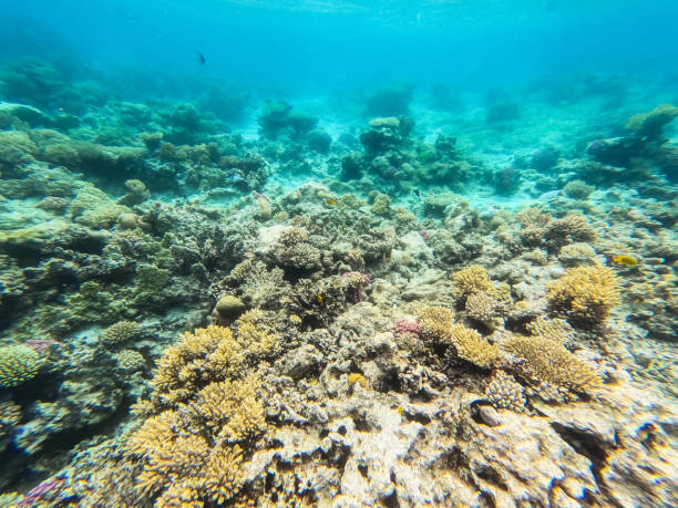 istock Underwater Corals In Red Sea In Egypt 1781903295