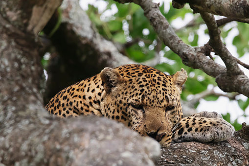 Photo of a leopard resting on a tree at the Maasai Mara National Reserve in Kenya, África.