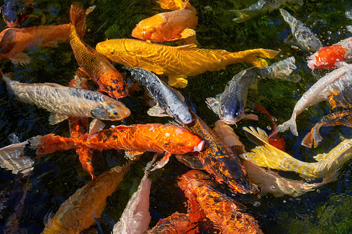 Koi carps in different colors swimming closely together in clear water