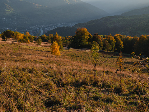 Village in Transcarpathia region scenic Carpathian mountains view Ukraine, Europe. Autumn countryside landscape fall spruce pine trees Pasture Eco Local tourism hiking Recreational activities Vacation