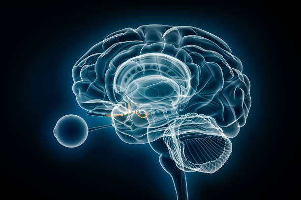 istock Olfactory nerve x-ray view 3D rendering illustration. Human brain and limbic system anatomy, medical, healthcare, biology, science, neuroscience, neurology concepts. 1781914748