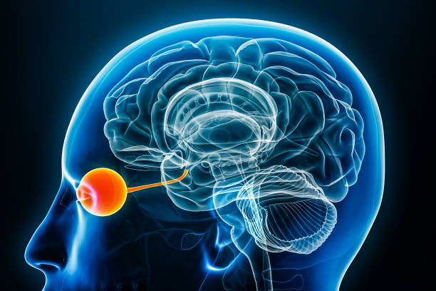 istock Eye and optic or cranial nerve x-ray profile close-up view 3D rendering illustration with body contours. Human brain and visual system anatomy, medical, biology, science, ophthalmology concept. 1781915845