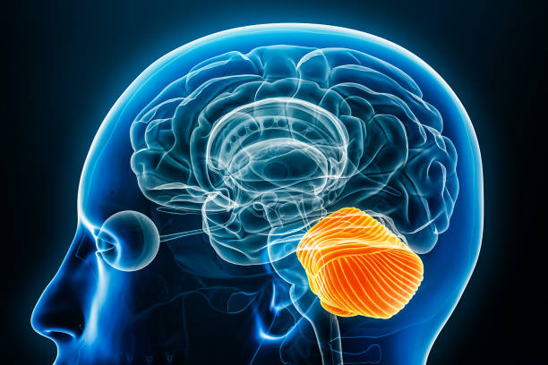 istock Cerebellum x-ray profile close-up view 3D rendering illustration with body contours. Human brain anatomy, medical, biology, science, neuroscience, neurology concepts. 1781916409