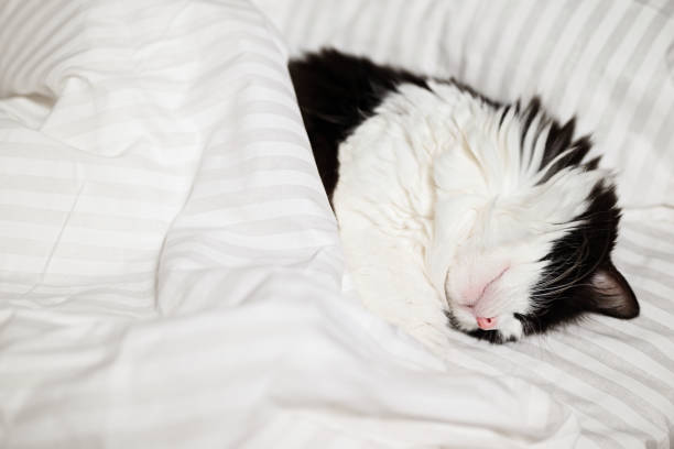 istock Domestic black and white cat sleeping soundly in human bed. 1781925120