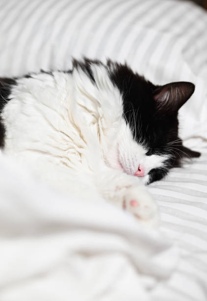 istock Domestic black and white cat sleeping cozily in human bed. 1781925121