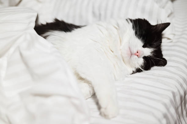 istock Domestic black and white cat sleeping cozily in human bed. 1781925122
