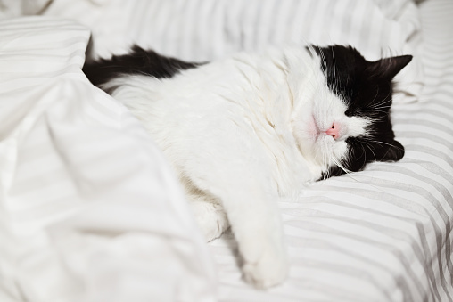 Modern white bedding made of striped textile. The cat sleeps while the owner is at work. The concept of fall or winter and lazy mood.