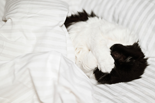 Modern white bedding made of striped textile. The cat sleeps while the owner is at work. The concept of fall or winter and lazy mood.