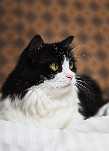 Portrait of a black and white cat sitting cozily on a modern white bedding made of striped textile.