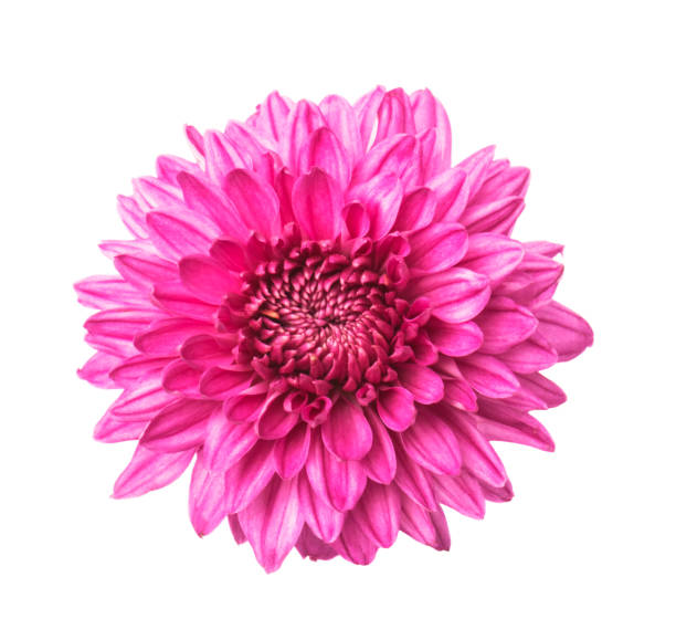 istock Pink  chrysanthemum flowers isolated on white 1781939546