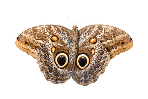 Butterfly Caligo idomeneus against white background