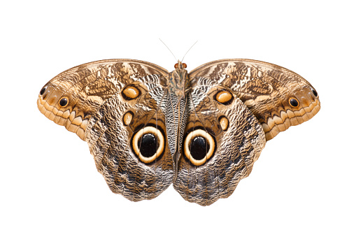 Owl butterfly, large butterfly Caligo idomeneus on white background, top view.