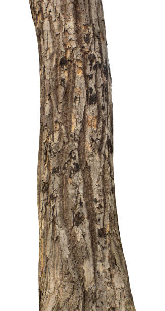 istock Trunk of a Tree Isolated On White Background 1781947898
